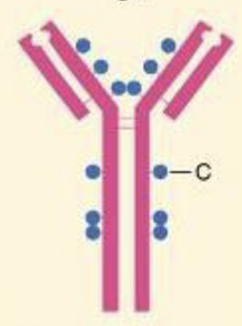 <p>What Ig is a monomer, has 2 antigen binding sites, and is the antibody of allergy; worm infections</p>
