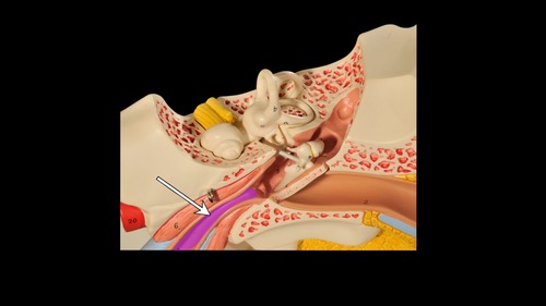 <p>(p.) middle ear</p>