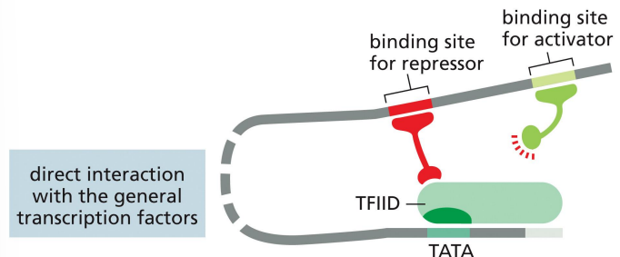 <p>a mechanism of transcriptional repression where the repressor interacts with the general transcription factors to prevent proper transcription</p>