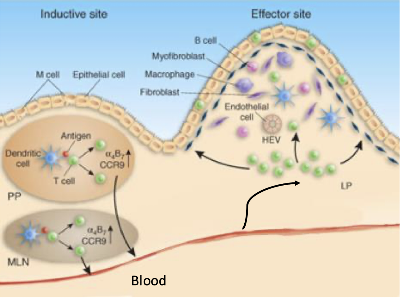 <p><strong>Induction of regulatory immune responses in Peyer’s patches and mesenteric nodes</strong> <span style="color: green;">to prevent activation against harmless dietary or commensal antigens.</span></p>