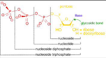 <p>Template, DNA versus RNA. Input, Nucleoside Triphosphates. Product, RNA.</p>