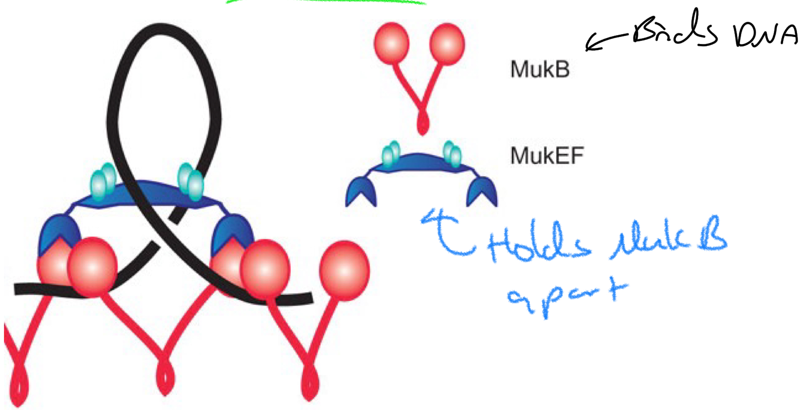 <p>Dumbbell shaped proteins</p><ul><li><p>Bind DNA + allows binding of<strong><u> Muk EF</u></strong> to hold it apart in large loops</p></li></ul><p></p>