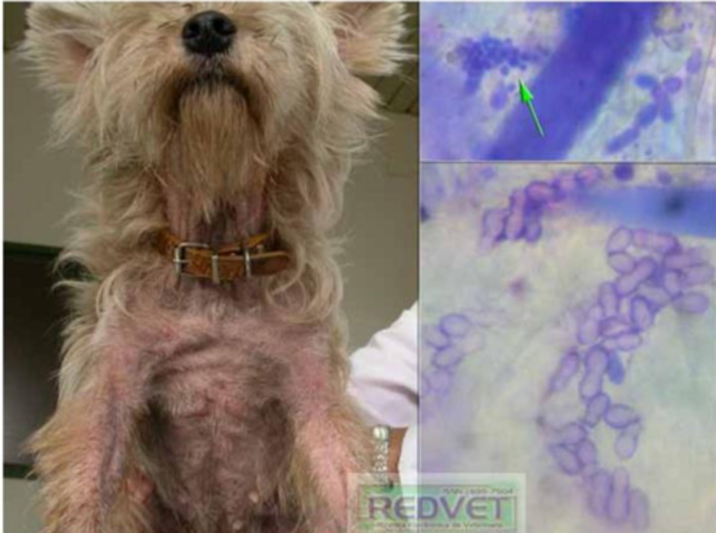 <p>what species caused this infection?</p>