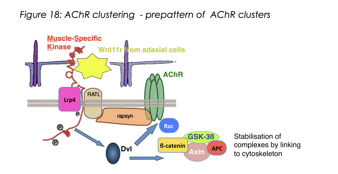 <ol><li><p>Lpr4→ low density lipoprotein receptor-related protein</p></li><li><p>Associates with and signals through a Muscle-specific receptor tyrosine kinase (MuSK)</p></li><li><p>MuSK also binds Wnts </p><ul><li><p><strong>In zebra fish→ myotime</strong> secreted wnt11r activats MuSK signalling in the <strong>central domain of muscles</strong></p></li><li><p>triggers formation of AChR clusters</p></li></ul></li><li><p>At the same time→ Wnt11r interacts with MuSK present on the <strong>grwoth cones of motorneurons</strong></p></li><li><p>Guides them along this central corridor→ towards the pre-formed AChR complexes</p></li></ol><p><em>Remains to be shown if Wnt-MuSK signalling also peforms such roles in mouse</em></p><p></p>