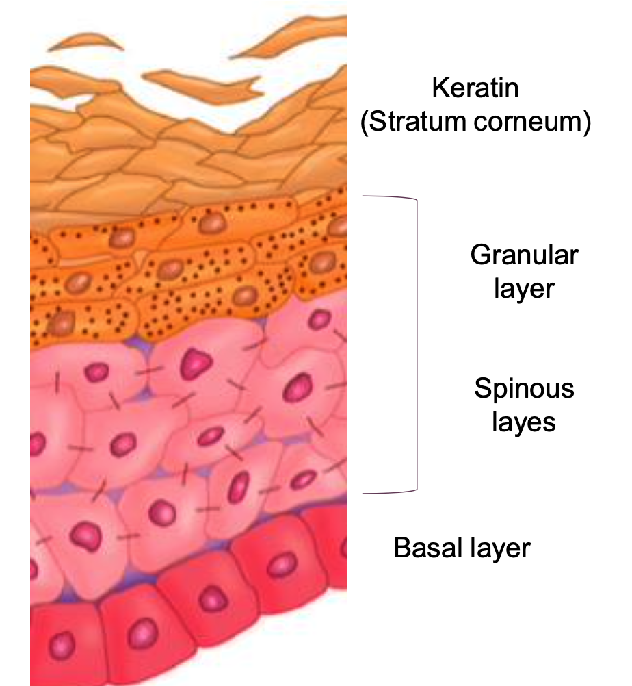 <p><span><strong>KERATINIZED SQUAMOUS EPITHELIUM</strong></span></p><p><span>The squamous keratinized epithelium is characterized by the outer cell layes made of cells transformed into squamous lamellae. This layer is made of keratinocytes wich allow the protection of the inner layers.</span></p>