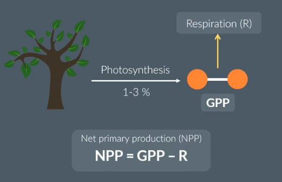 <p>GPP</p><p>respiration </p><p>net primary production</p><p>primary</p><p>respiration/respiratory loss</p>