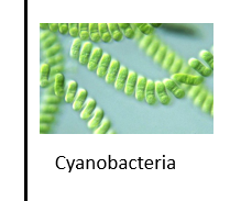 <p>Use<strong> light as source of energy</strong> to fix<strong> carbon dioxide into organic compounds</strong></p><ul><li><p>Plants will collect energy from light (Sun)</p></li><li><p>Carbon from Co2 fix</p></li><li><p>ex: <strong><em>Cyanobacteria</em></strong> (group of photosynthetic bacteria that produce oxygen)</p></li></ul><p>Ex:<mark data-color="blue" style="background-color: blue; color: inherit"> All plants, algae, cyanobacteria, and green and purple sulfur bacteria</mark></p><p></p><p>Energy Source:<strong> Light</strong></p><p>Carbon Source: <strong>Inorganic</strong></p><p></p>