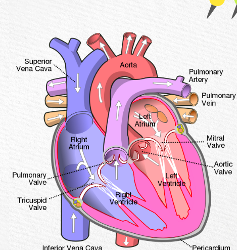 <p>what organ is it? what does it do? what system is it a part of?</p>