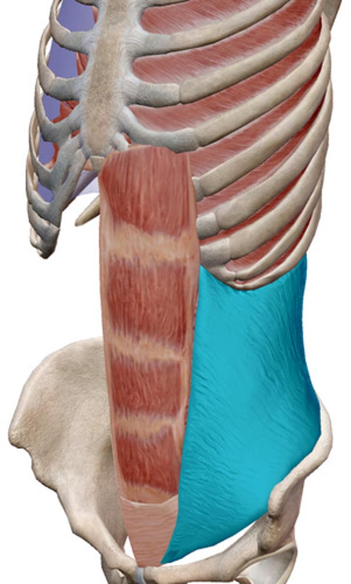 <p>What muscles is this?</p>