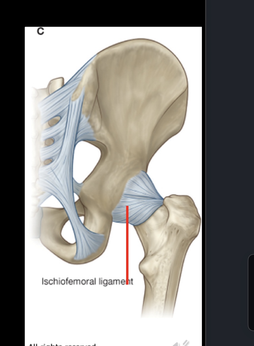 <p>A ligament that connects the ischium to the femur, it stabilizes the hip joint and limits internal rotation and adduction. It runs from the ischial part of the acetabulum to the femoral neck. </p><ul><li><p>Posterior to the hip joint</p></li><li><p>From ischium posterioinferior to acetabulum</p></li><li><p>Goes to greater trochanter as well</p></li></ul><p></p>