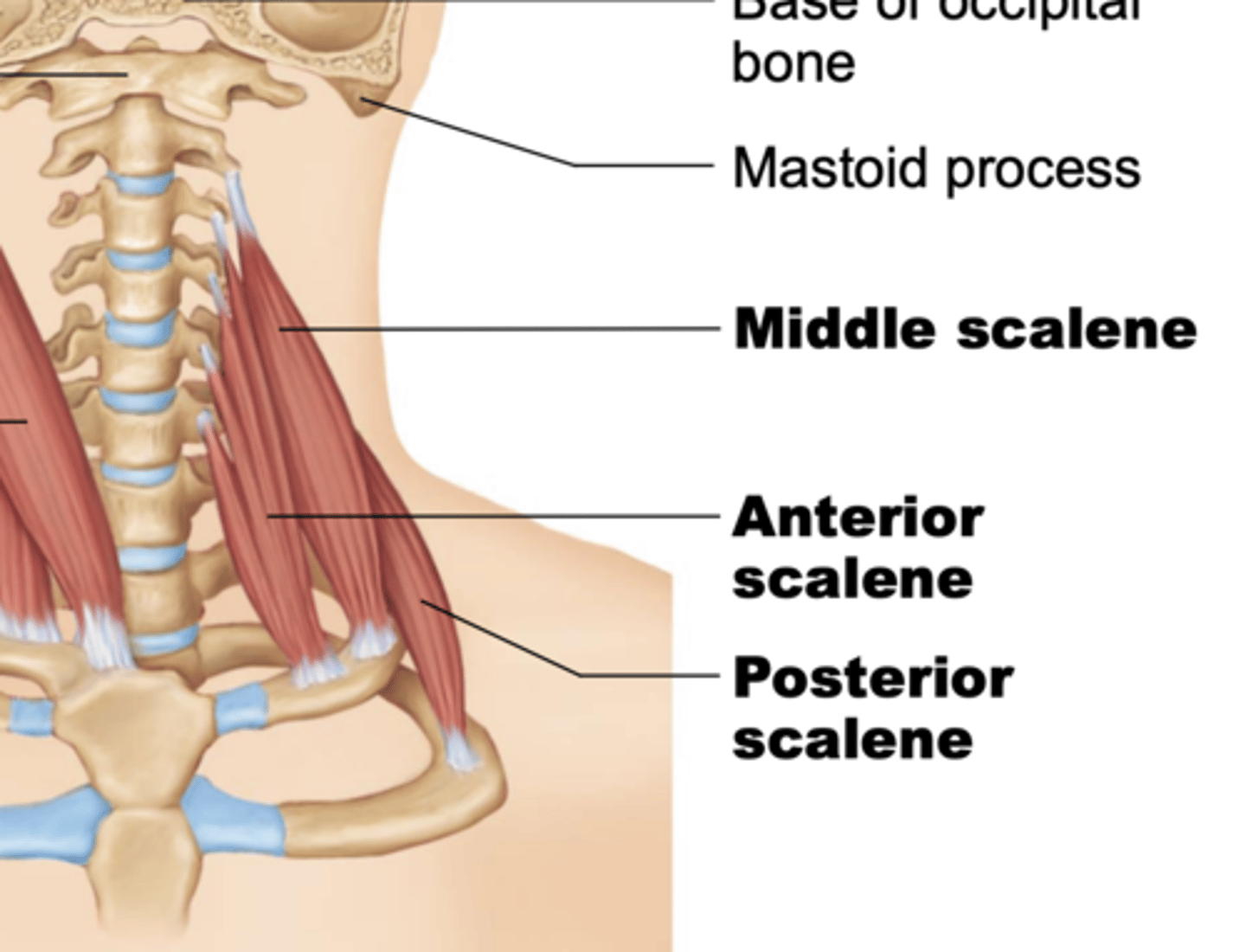 <p>-origin: transverse processes of C3-C6</p><p>-insertion: 1st rib</p><p>-action: neck flexion, lateral flexion, elevate ribs 1, 2 (breathing)</p><p>-innervation: ventral rami C3-C8 </p>