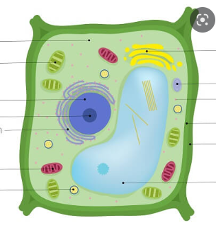 <p>cell membrane, cytoplasm, nucleus, nucleolus, ribosomes, ER, golgi apparatus, central vacuole, mitochondria, chloroplast, and cell wall.</p>