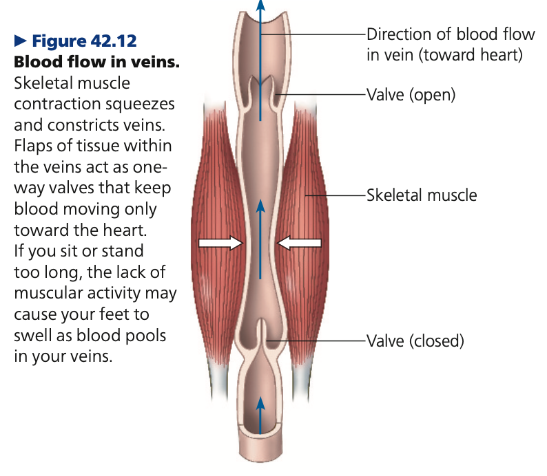 <p><strong>Blood pressure &amp; gravity</strong></p><ul><li><p>Gravity affects blood flow in <u><em>,</em></u> ___ especially <strong>in the ___</strong></p><ul><li><p>Gravity draws blood downward to your feet, impeding its return to the heart</p></li></ul></li><li><p>Have valves to maintain the unidirectional flow of return to heart, since BP in veins is relatively low</p><ul><li><p>_______ contractions of smooth muscles also help in movement</p></li><li><p>contraction of ______ muscles (like during exercise) also assist this flow</p></li></ul></li><li><p>In some instances, athletes can suffer heart failure if they abruptly stop exercise</p><ul><li><p>Leg skeletal muscles stop contracting and relaxing -&gt; less blood return to the heart -&gt; inadequate blood flow that can cause heart damage</p></li><li><p>athletes encouraged to follow hard exercise with _____ activity to cool down heart rate to resting level</p></li></ul></li></ul>