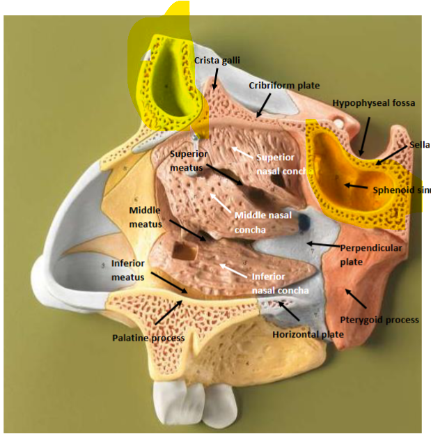 <p>Depressions/Openings: Sinus</p>