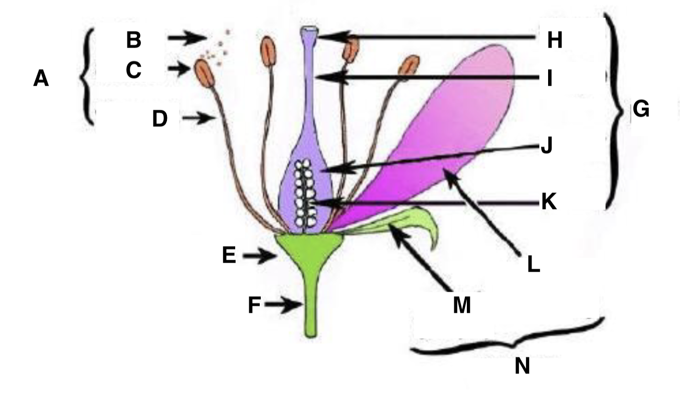 <p>What part of the flower is C</p>