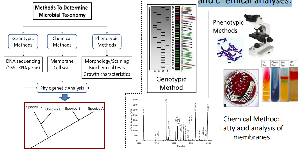 <p>Taxonomic classification of microbes relies on <strong><u>genotypic, phenotypic, and chemical analyses</u></strong>.</p>