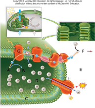 The image above is a representation of

A. the light reactions.
B. the calvin cycle.
C. electron transport in respiration.
D. the breakdown of ATP to ADP + P.