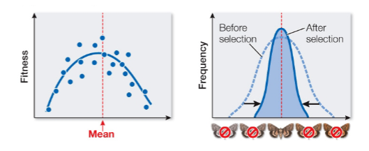 <p><span>Describe in words the relationships shown in the graphs at below. Label each pair as illustrating directional selection, stabilizing selection, or disruptive selection</span></p>