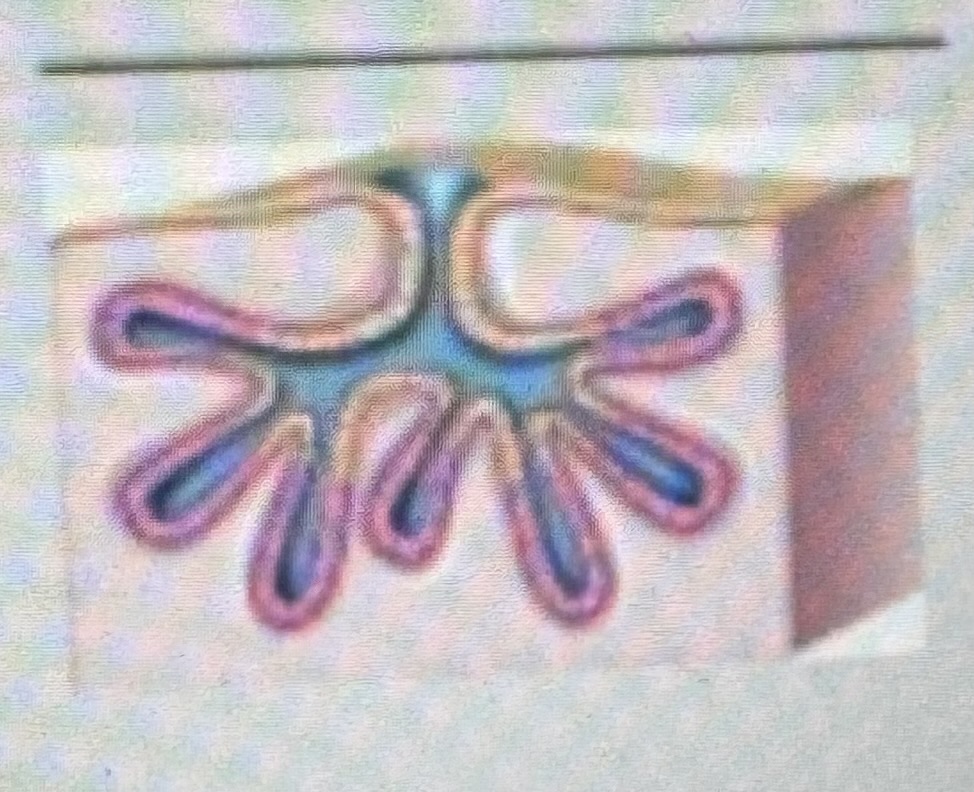 <p>Classify the type of exocrine gland </p>