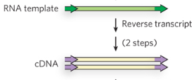 <p>Reverse transcription of the RNA template into DNA, producing a cDNA of retrotransposon. </p>