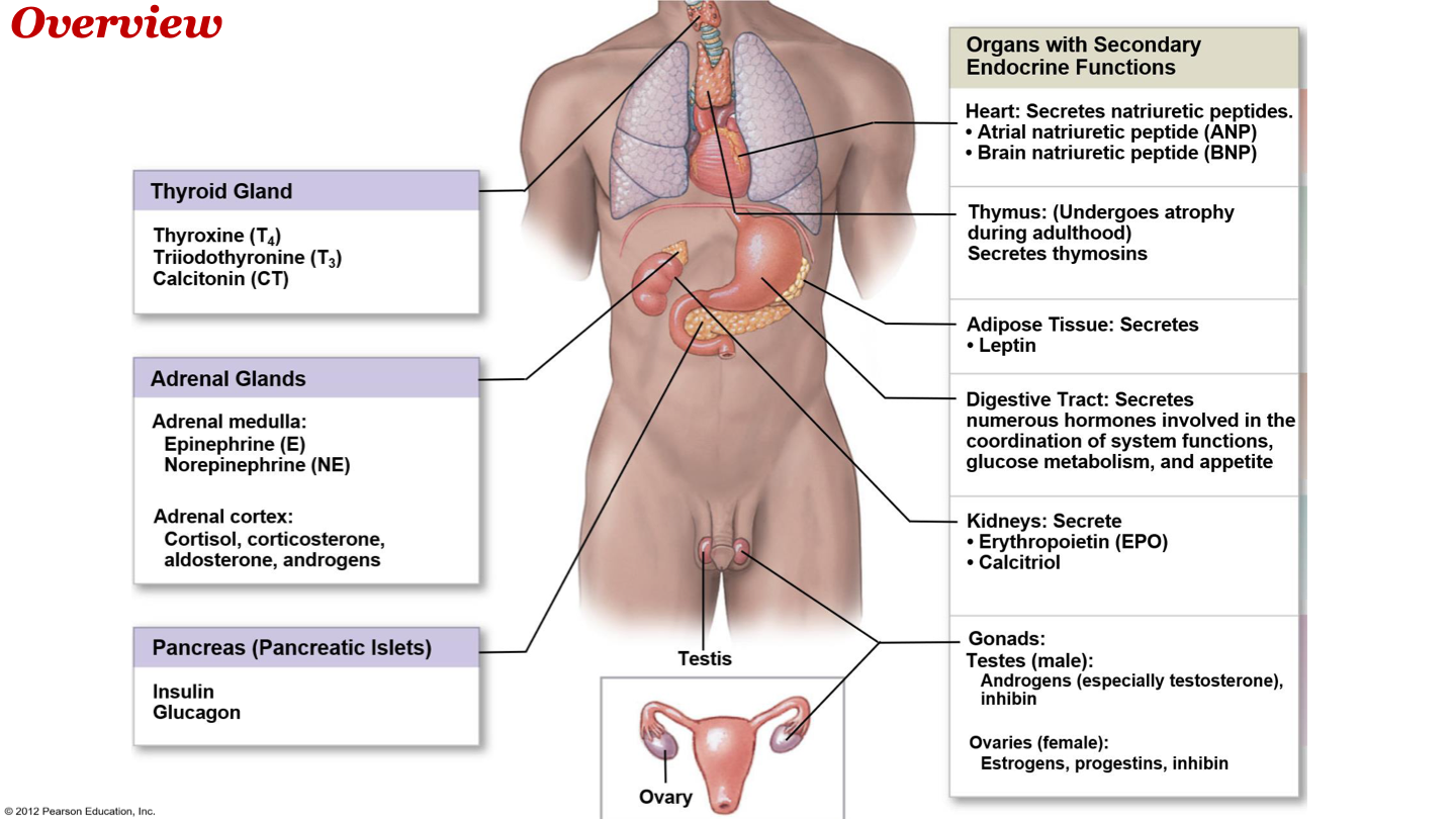 -heart 
-thymus 
-adipose tissue 
-digestive tract
-kidneys
-gonads 
-ovaries