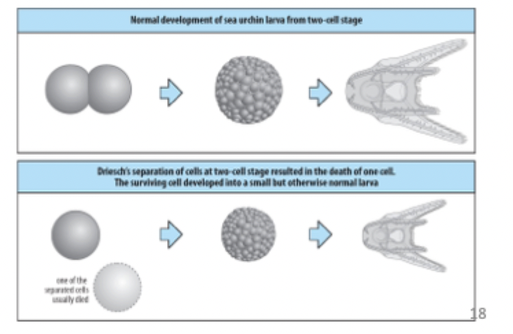 <p>Is the Duriesch and Morgan experiment consistent with nuclear determination?</p><p>Sea urchin, embryo at two-cell stage</p><ul><li><p>Separated two cells and only one cell survived</p></li><li><p>Developed into larvae and developed all its components</p><ul><li><p>Smaller than the normal situation</p></li></ul></li></ul>