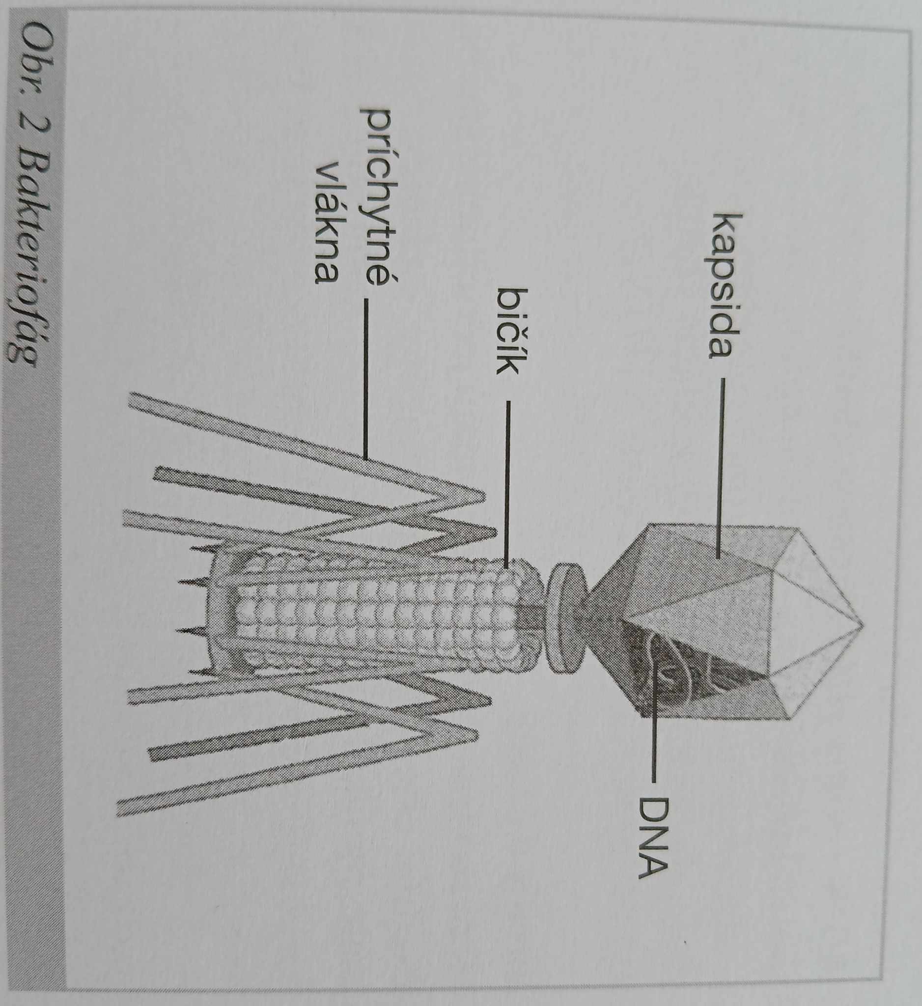 <ul><li><p>napadajú bakteriálne bunky</p></li><li><p>výsledkom infekcie je rozpad bakteriálnych buniek</p></li><li><p>do hostiteľskej bunky vniká iba nukleová kyselina</p></li></ul>