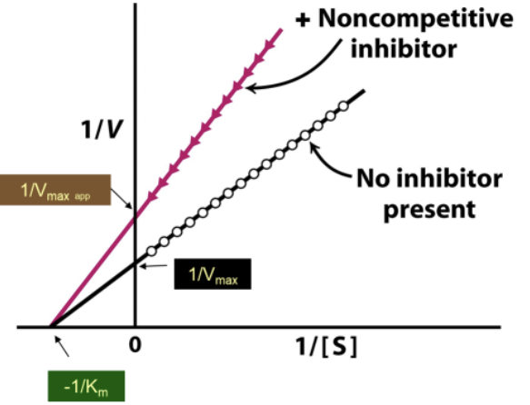 <p>With noncompetitive inhibitor:</p><ul><li><p>Larger Y-int → lower V<sub>max</sub></p></li></ul><p>Same X-int → no effect on K<sub>M</sub></p><p></p>
