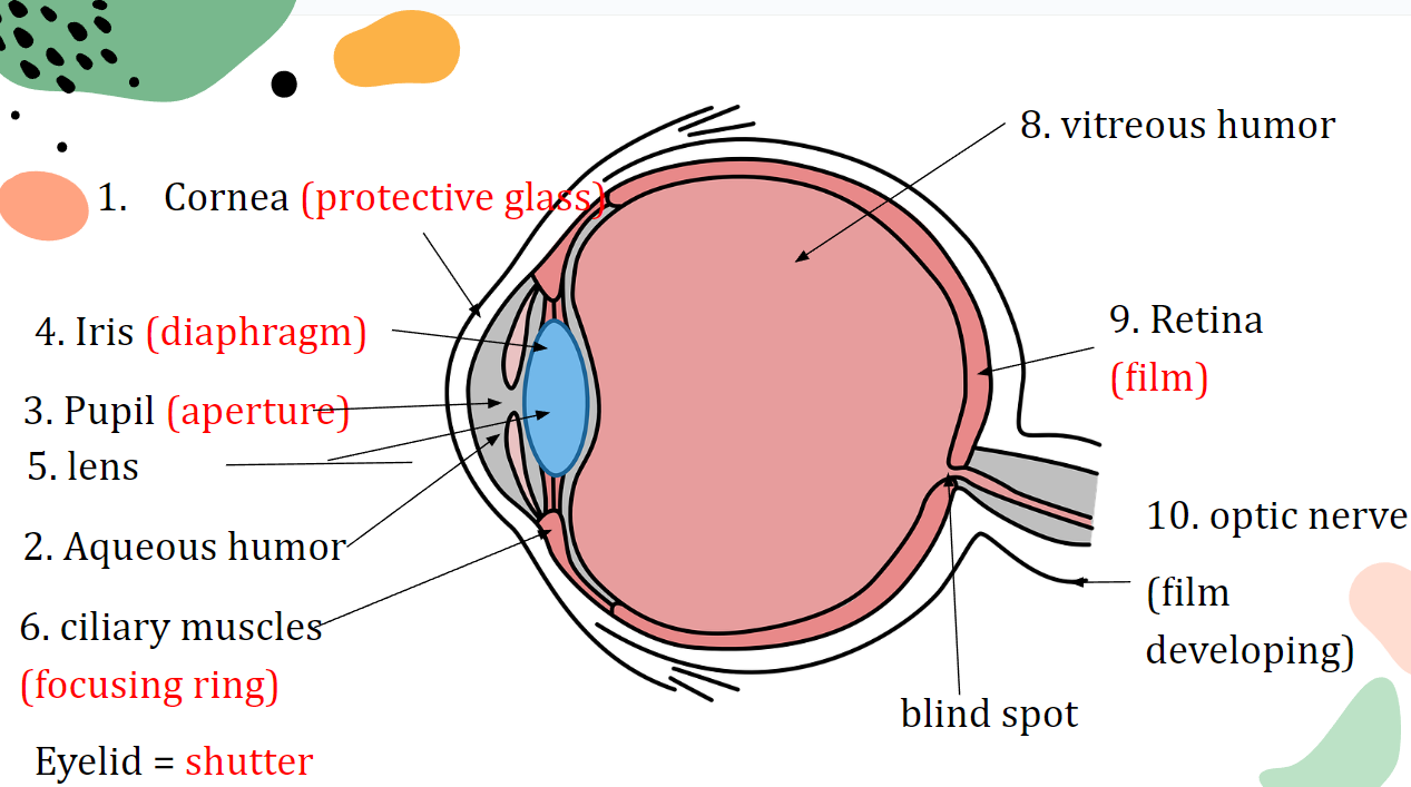 Diagram of Eye