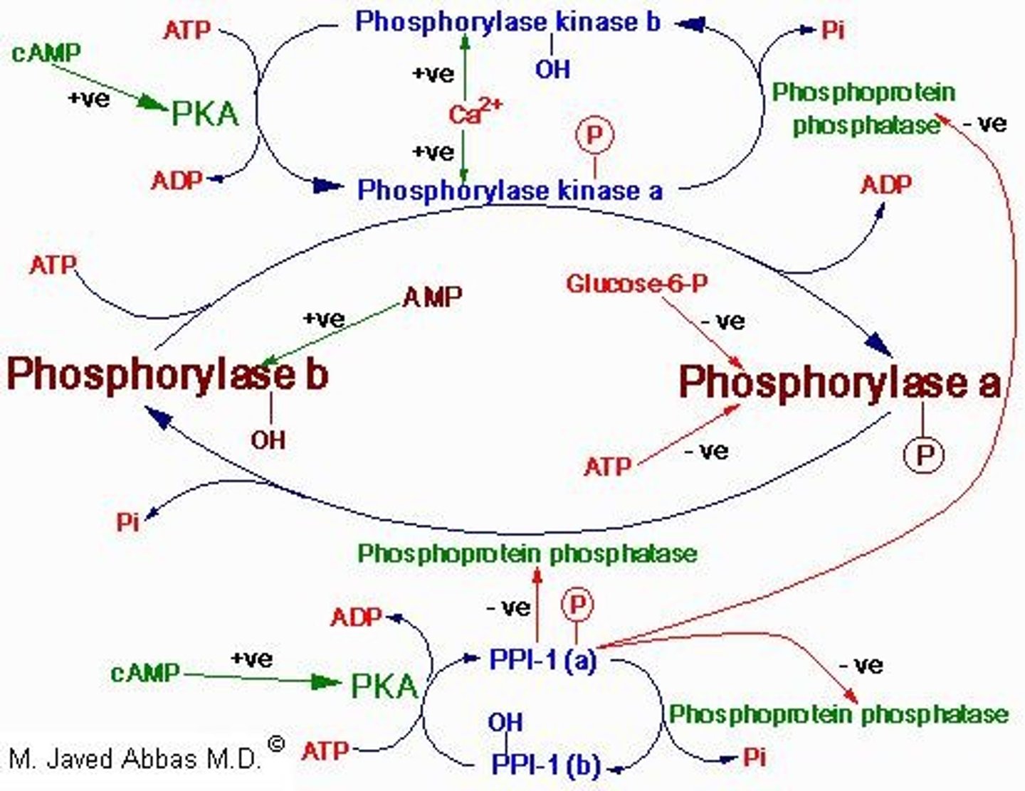 <p>Elevated calcium levels activating phosphorylase kinase.</p>