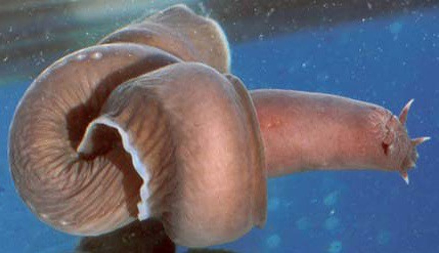 <p>Mixiniformes</p>