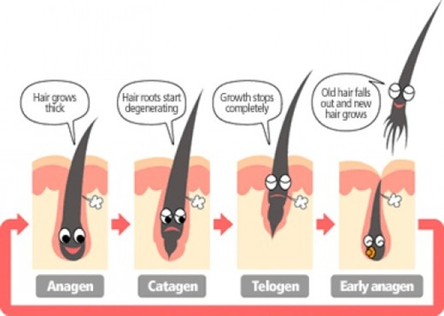 <p>Anagen (Growth stage)</p><p>Catagen (Transition/regression stage)</p><p>Tetagen (Final resting stage)</p>