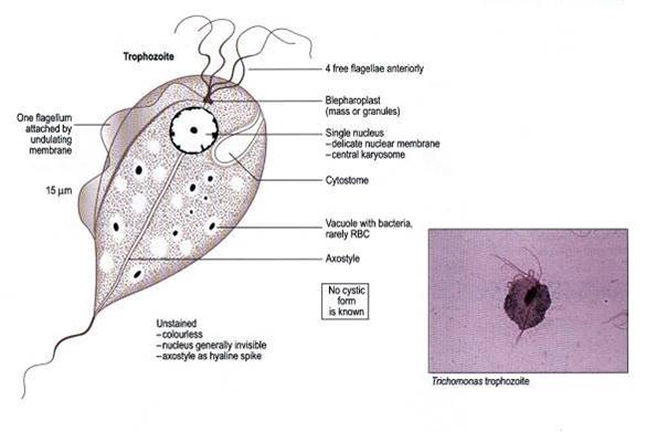 <p>Trichomonas</p>