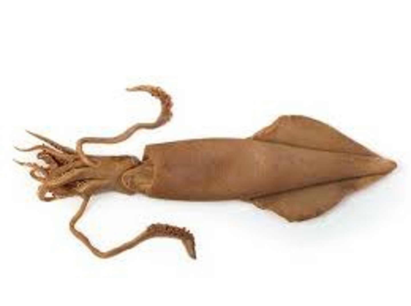 <p>squid</p>