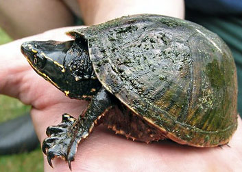 <p>Common Musk Turtle</p>