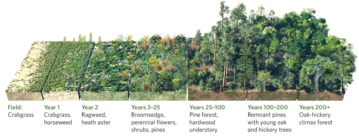 <p>An example of secondary succession includes former agricultural fields. Duke forest contains farms that were ____</p>