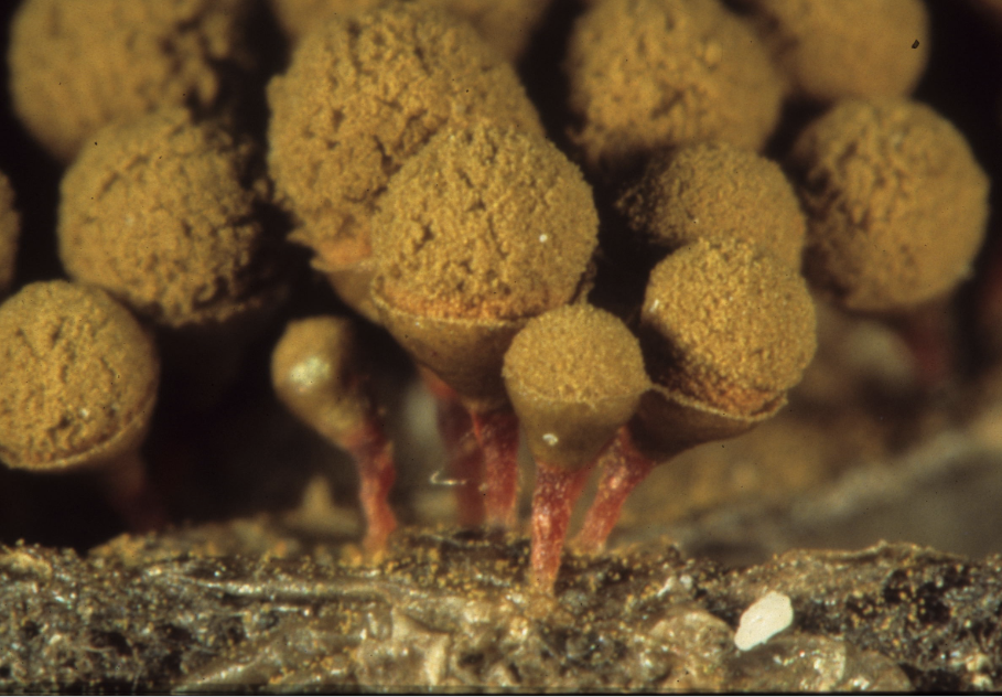 <p>Arcyria ferruginea</p>