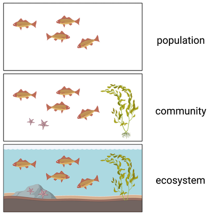 <p><strong>Sum of populations</strong> inhabiting a particular site</p>