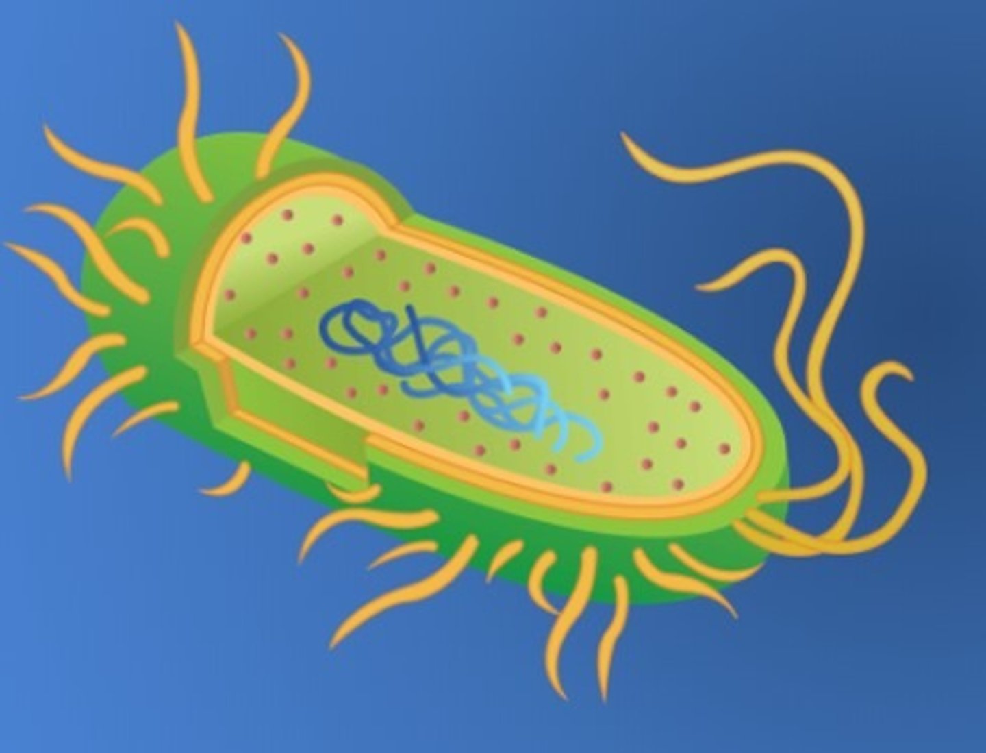 <p>prokaryotic</p>