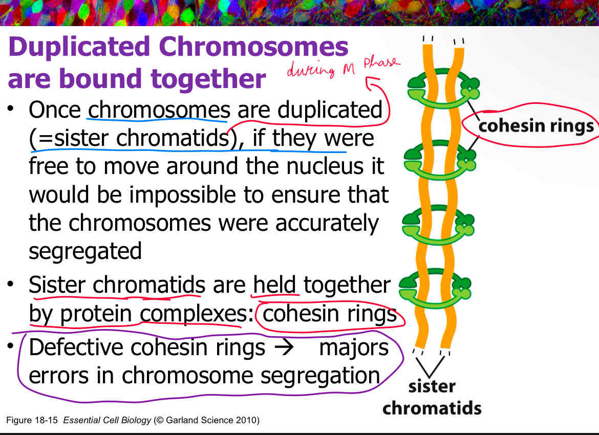 <p>cohesin</p><p>defective cohesion rings lead to major errors in chromosome segregation </p><p>attach slide 4 </p>