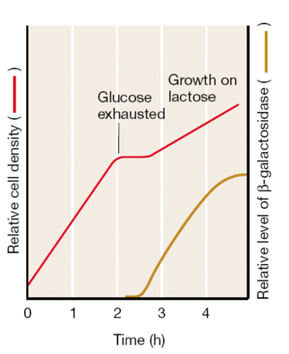 <p>____________ growth, meaning double growth, is caused by the presence of two sugars on a culture growth media, one of which is easier for the target bacterium to metabolize.</p>
