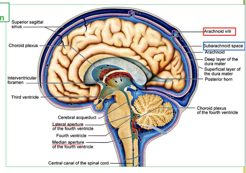 <ol><li><p><strong>CSF</strong> flows out of the <strong>fourth ventricle</strong> to <strong>subarachnoid space</strong>, through the <strong>median and lateral apertures</strong>.</p></li><li><p> It will <strong>surround the brain and spinal cord.</strong></p></li><li><p>Then CSF is then reabsorbed via the <strong>arachnoid villi </strong>into the blood. </p></li><li><p>Finally It ends up in large veins in the brain called the<strong> dural sinuses</strong></p></li></ol><p></p>