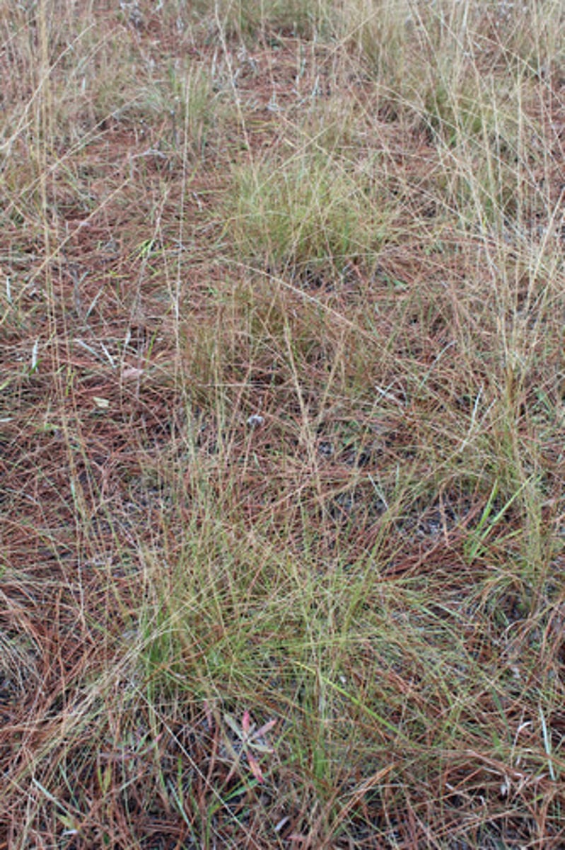 <p>what plant is pictured here?</p>