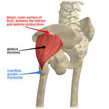 <p>origin: lateral surface of ilium </p><p>insertion: greater trochanter of femur </p>