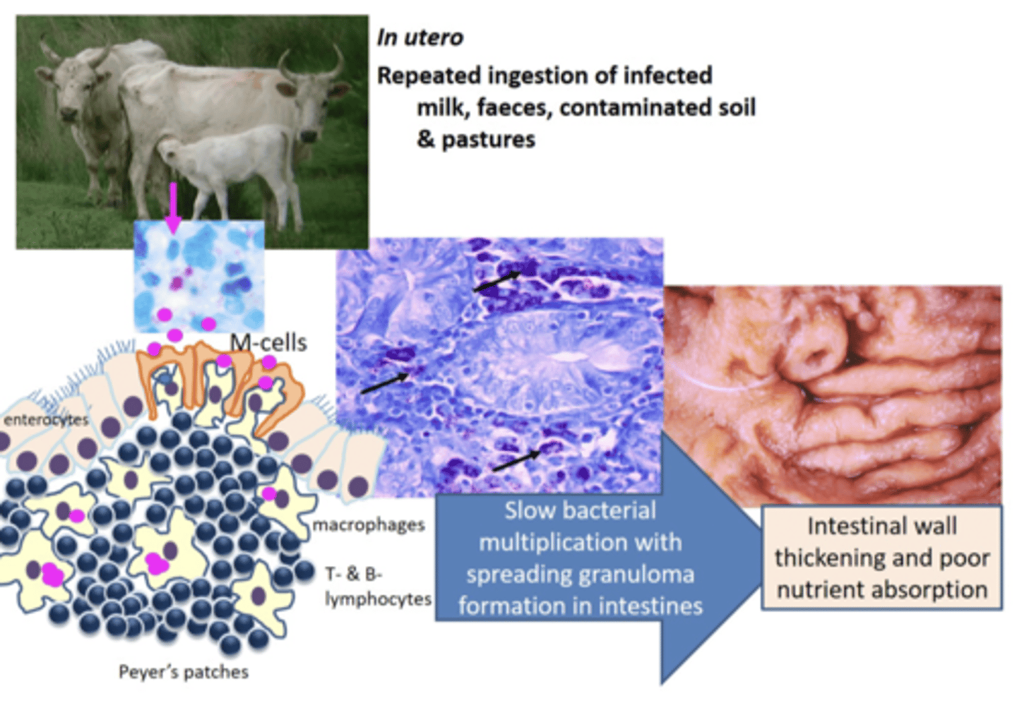 <p>Organism Ingested → M-Cells in Ileum → Phagocytosed and Taken to Lymphoid Tissue → Grows Very Slowly → Lymphoid Tissue in Ileum grows granulomas → Intestinal wall thickening and poor nutrient absorption → Animals go Thin despite good appetite + Malabsorption Diarrhoea</p>