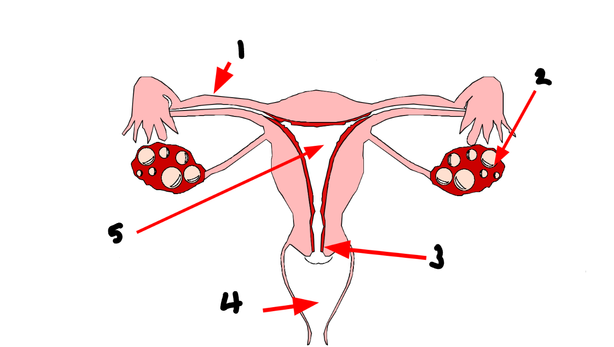 <p>What part of the female reproductive system is <strong>3</strong>?</p>
