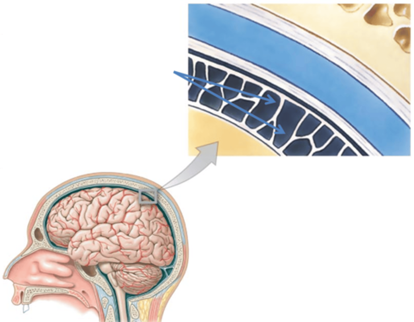 <p>middle layer of the meninges</p>