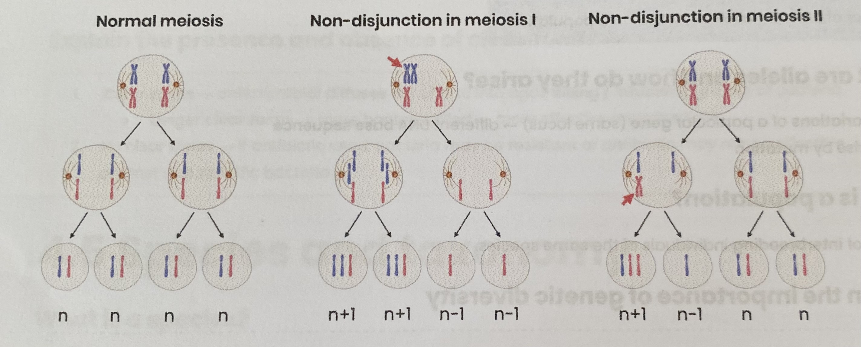 <ul><li><p><strong>Spontaneously</strong> by <strong>chromosome non- disjunction</strong> during <strong>meiosis</strong></p></li><li><p><strong>Homologous chromosomes</strong> (meiosis I) or <strong>sister chromatids</strong> (meiosis II) <strong>fail to separate</strong> during meiosis</p></li><li><p>so some gametes have an extra copy (n+1) of a particular chromosome and others have none (n-1)</p></li></ul><p></p>