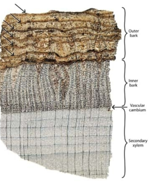 <p>cork cambium, cork, phelloderm</p>