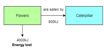 <p>Calculate the efficiency of the biomass transfer from the flowers to the caterpillar (Higher).</p>